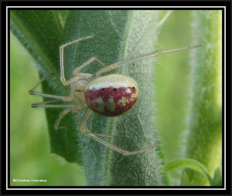 Cobweb spider (Enoplognatha ovata), female
