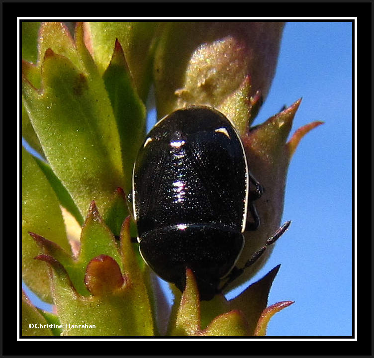 Burrowing bug (Sehirus cinctus)