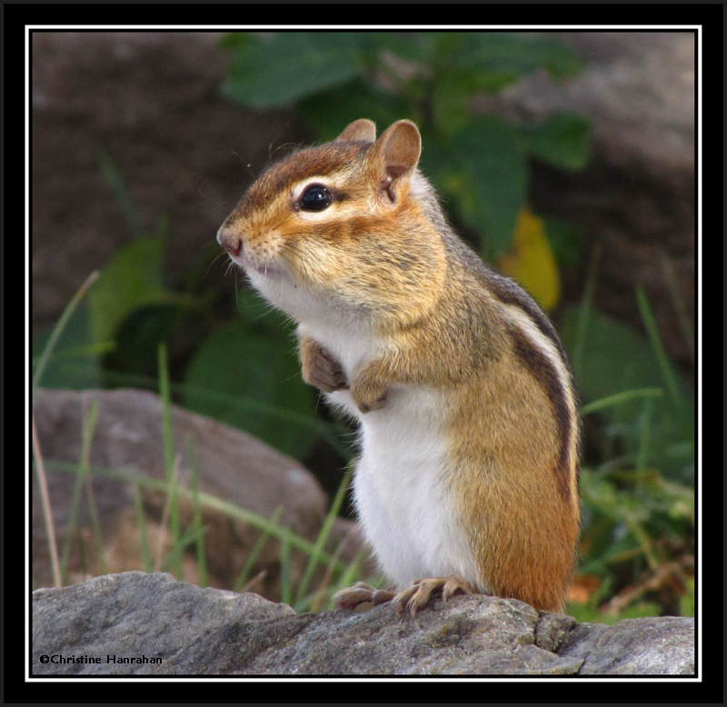 Chipmunk with a full load!