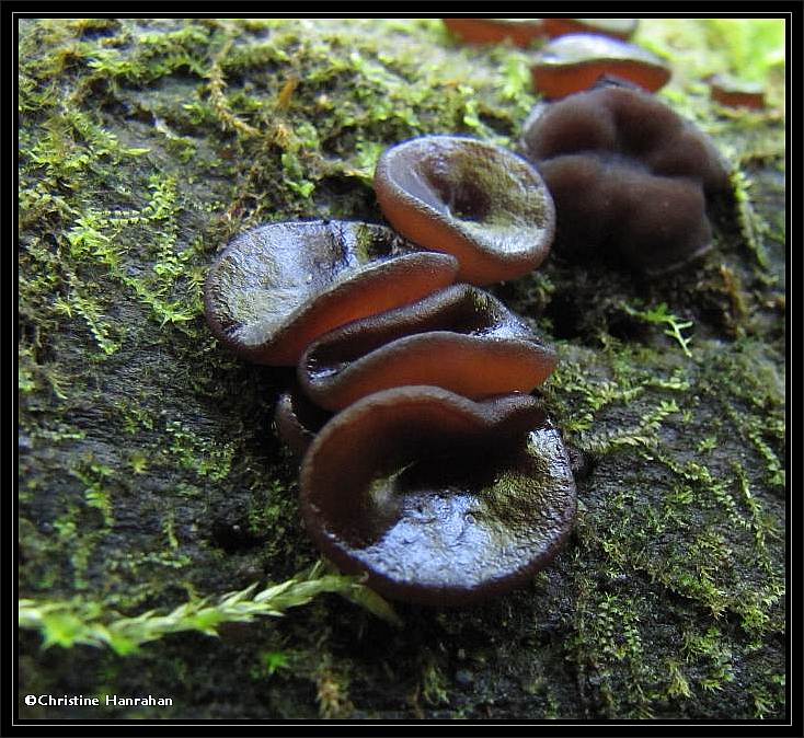Jelly fungus (Pezizomycetes)