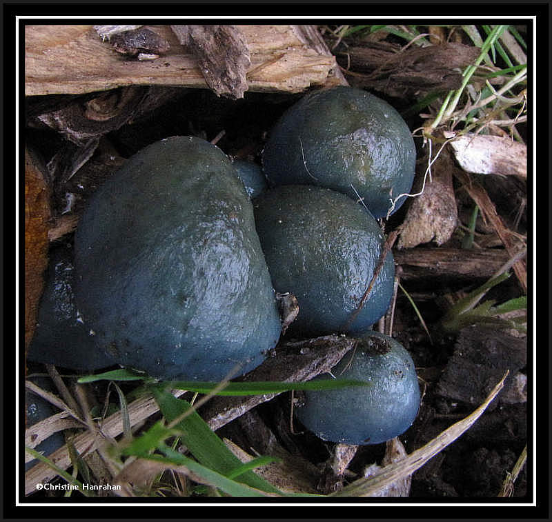 Blue-green stropharia (Stropharia aeruginosa)