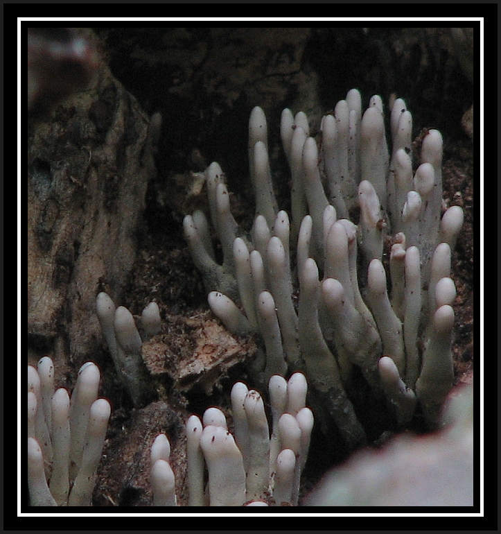 Finger-like Fungi