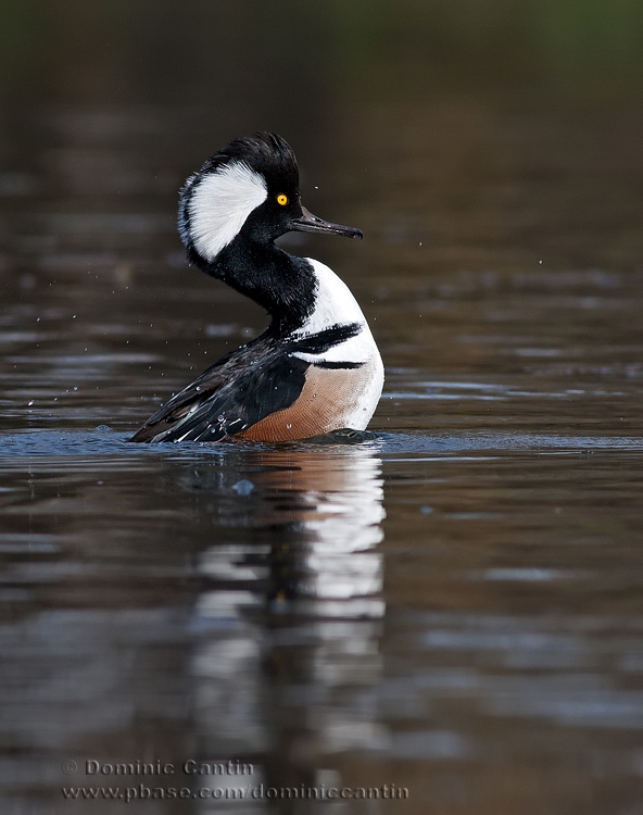 Harle couronnE(mle) / Hooded Merganser (male)