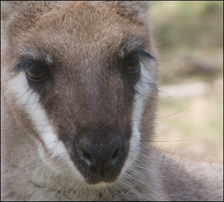 Whiptail Wallaby close-up