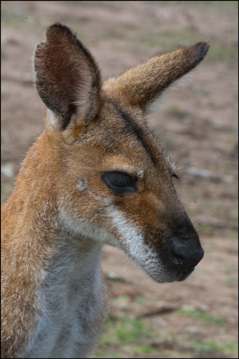 Red Shouldered Wallaby