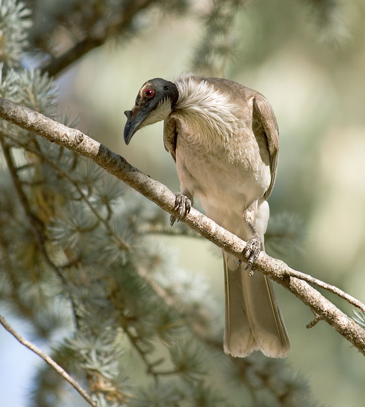 Friar Bird