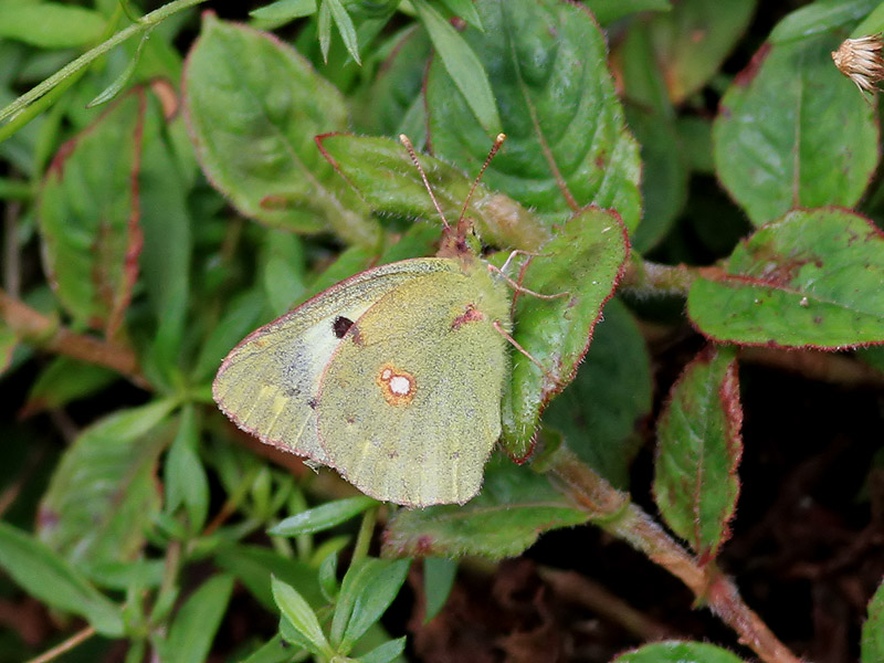 Rdgul hfjril <br>Clouded Yellow <br> Colias crocea helice