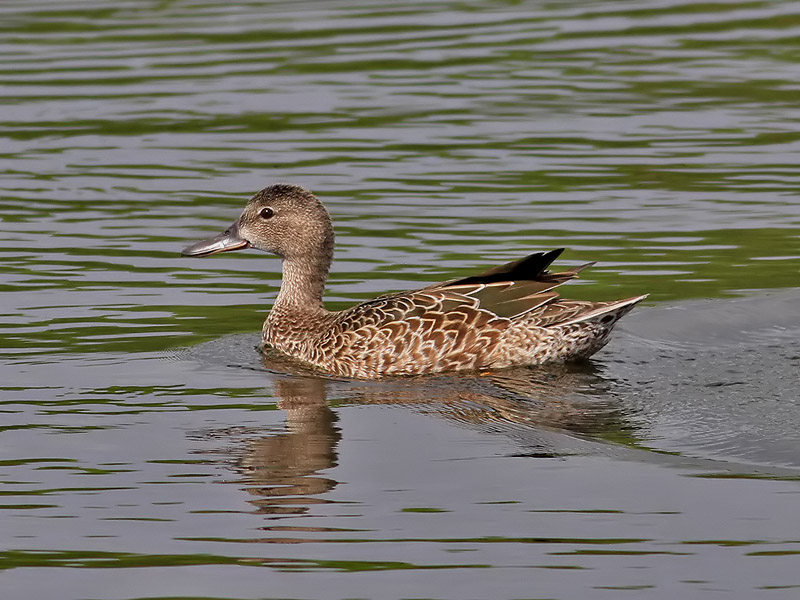 Blvingad rta<br> Blue-winged Teal <br>Anas discors