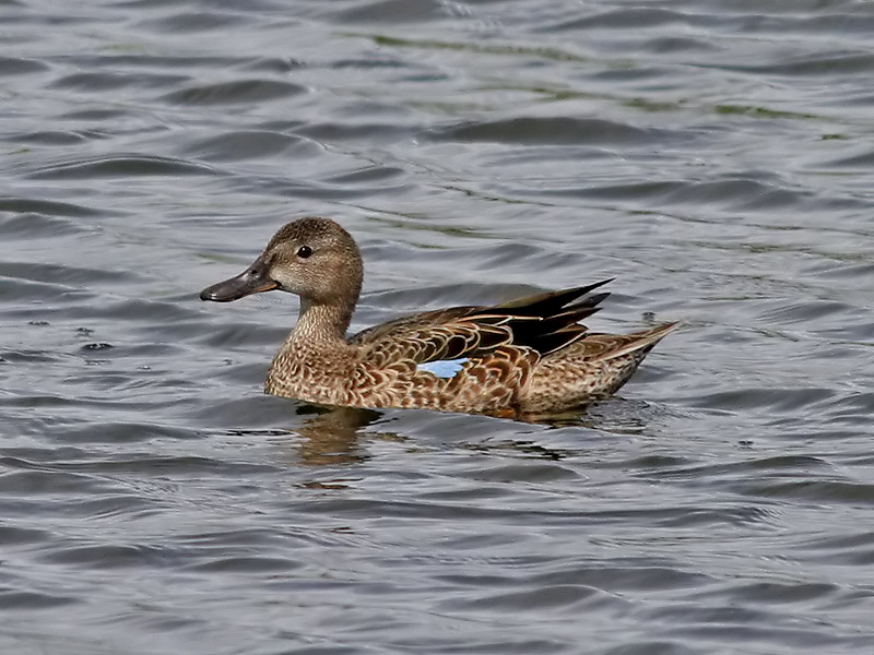 Blvingad rta<br> Blue-winged Teal <br>Anas discors