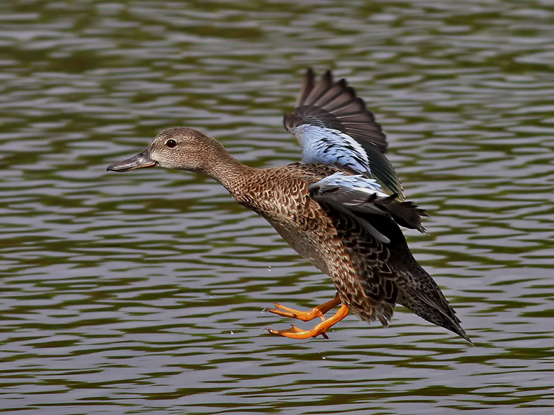 Blvingad rta<br> Blue-winged Teal <br>Anas discors