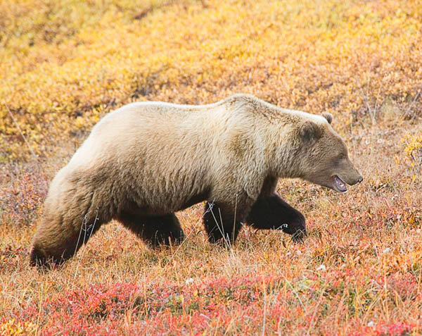 grizzly fall color