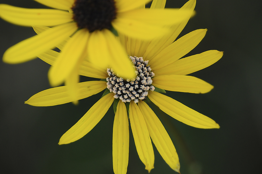 Black-eyed Susan with Flower Stalks