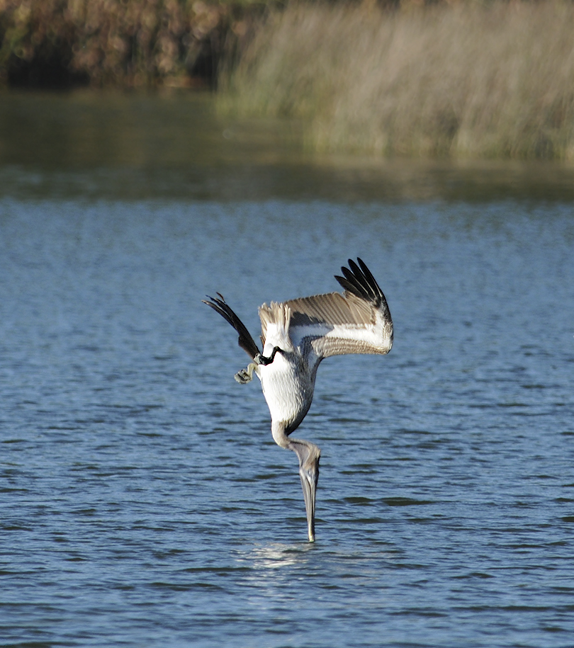 Juvenile