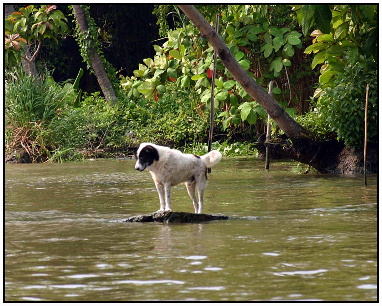 Walking on the water