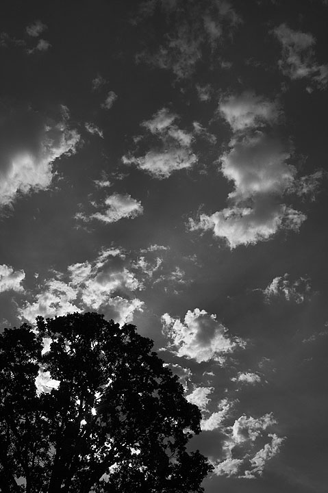 Oak Tree and Clouds