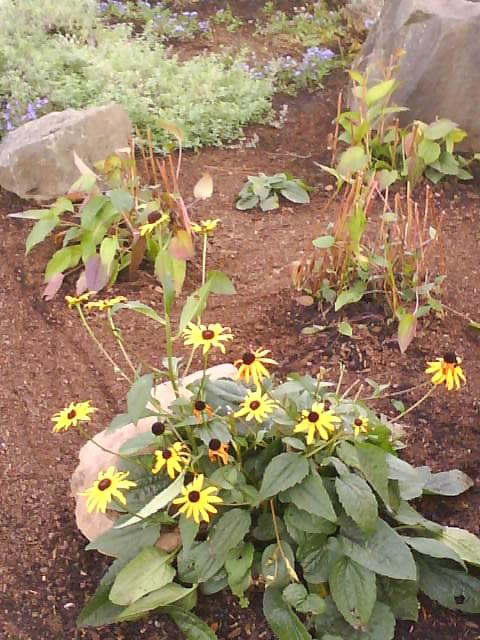 DSC00537.JPG
