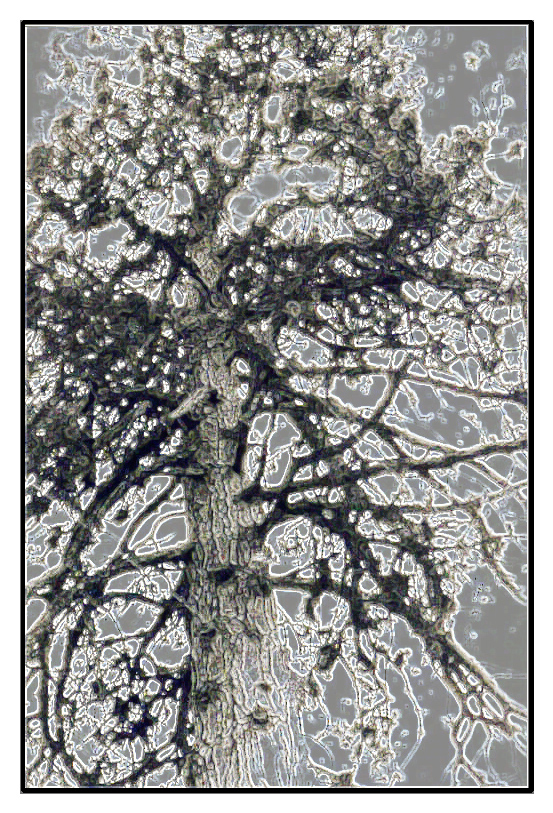 cosmic pinetree