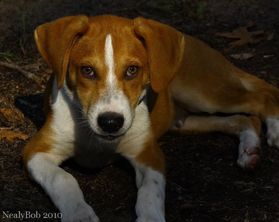 Bocephus October 21