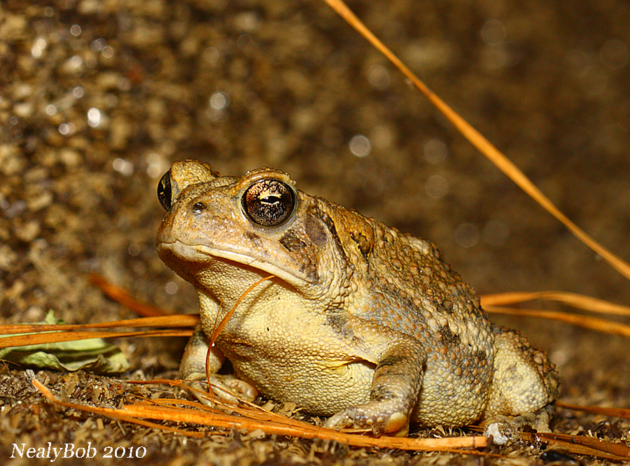 Toad