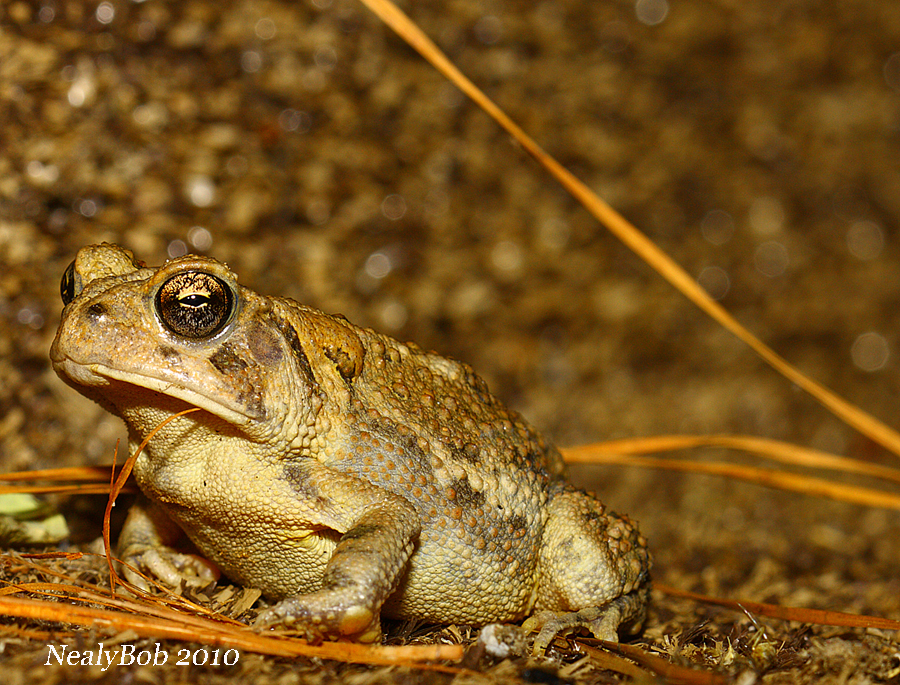 Toad