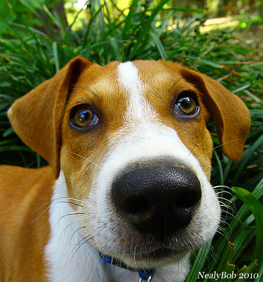Bocephus