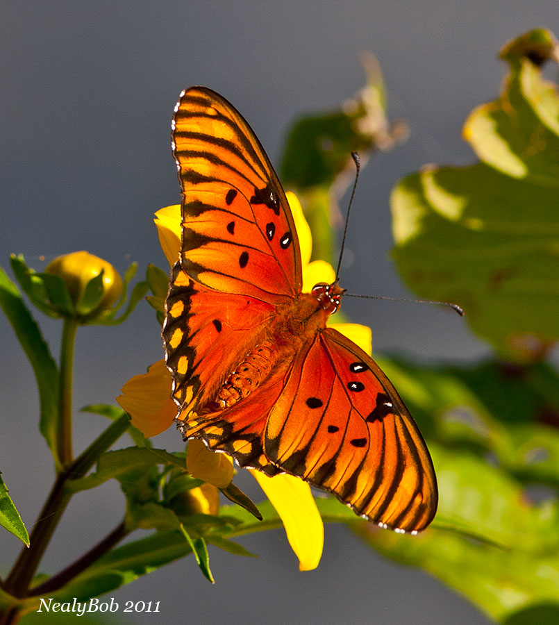 Butterfly October 14