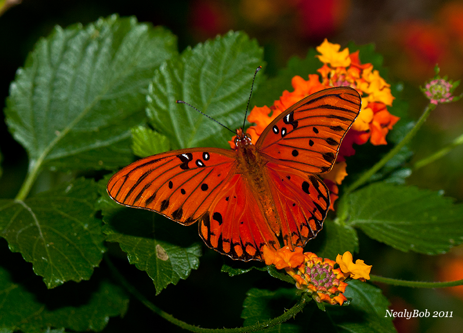 Gulf Fritillary October 16