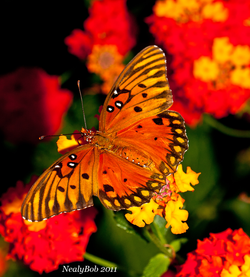 Butterfly October 23