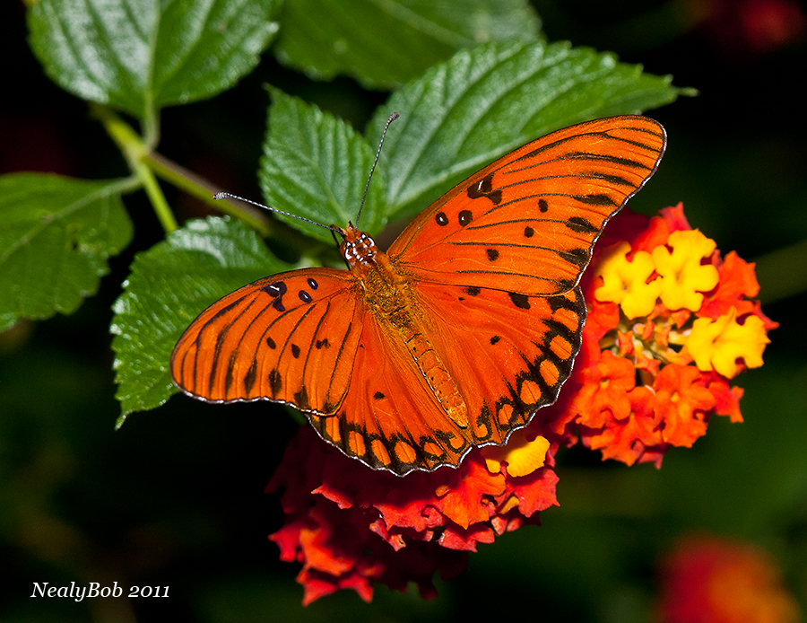 Butterfly October 28