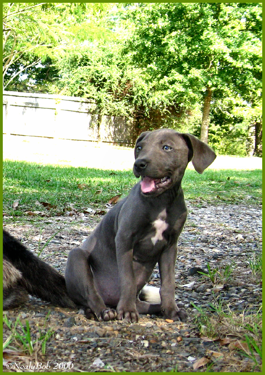 Puppy