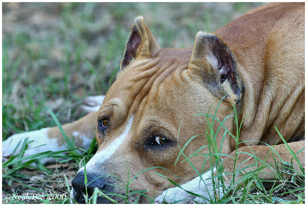 Pit Bull