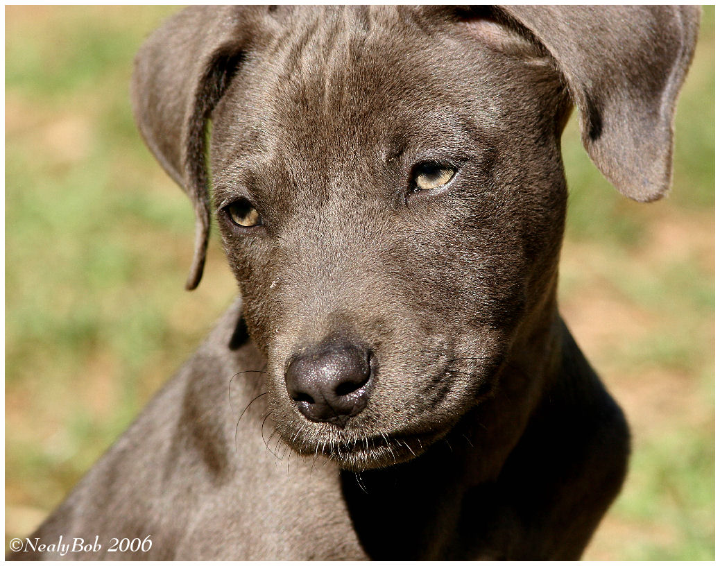 Puppy