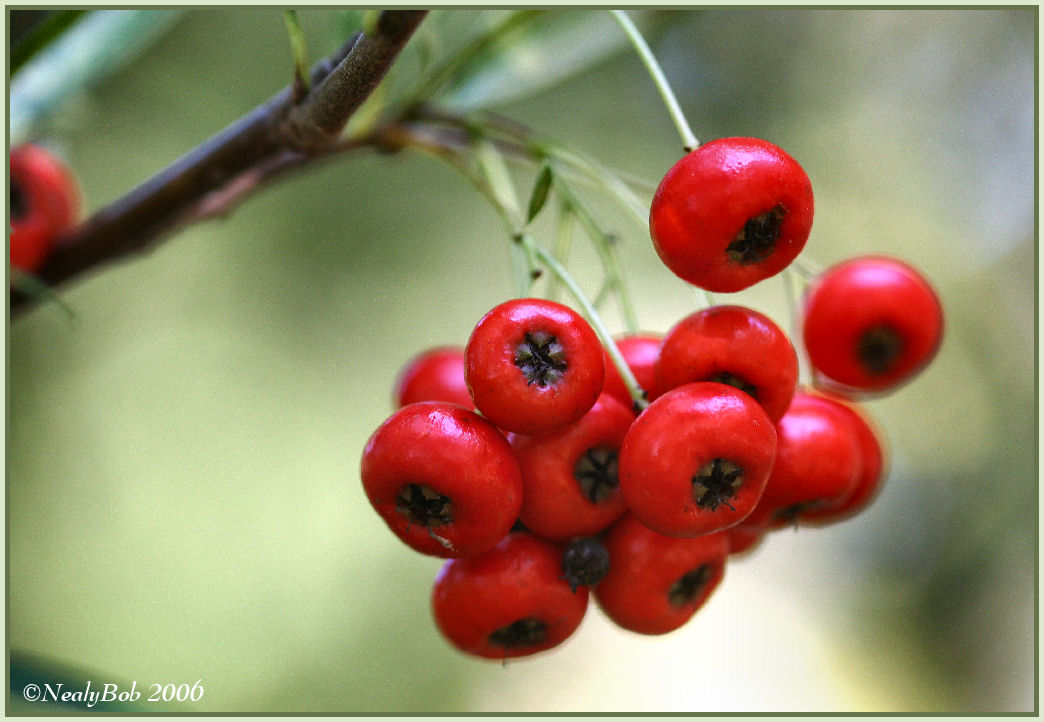 Pyracantha October 24 *