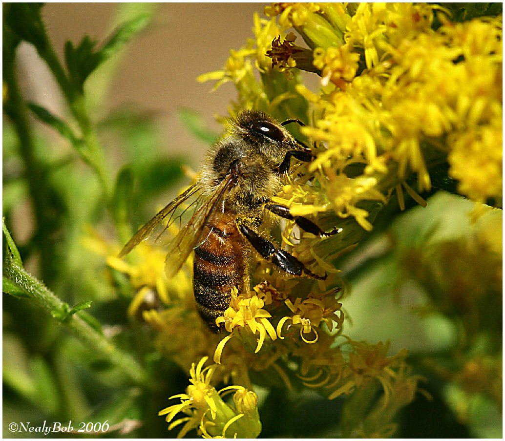Honey Bee Pad Alternate