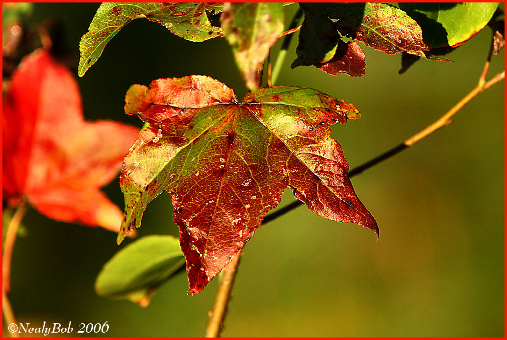 Autumn Colors November 4 *