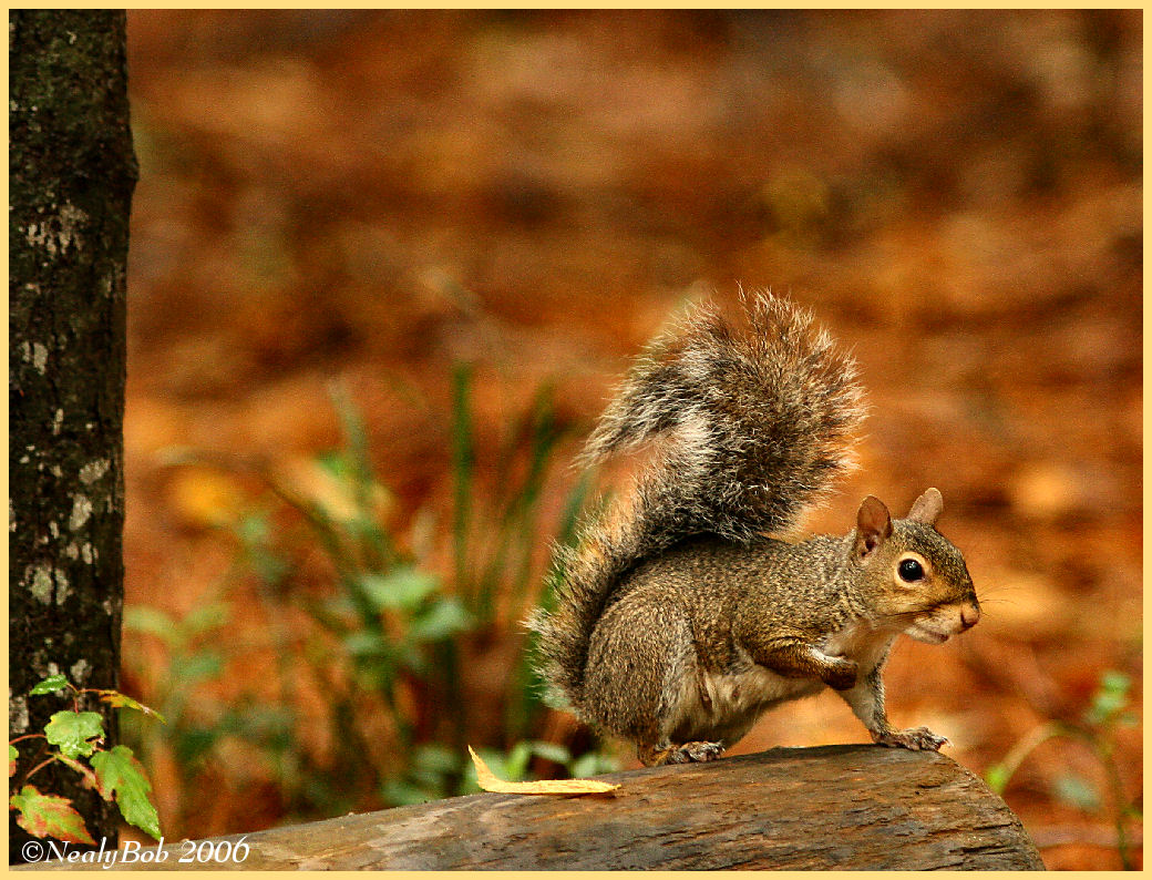 Squirreling Squirrel November 7 *