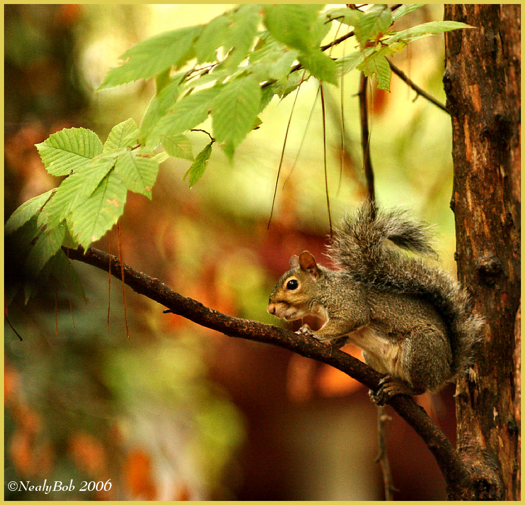 Squirrel