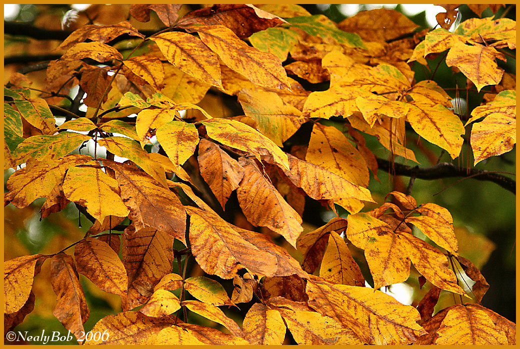 Fall Colors November 8 *