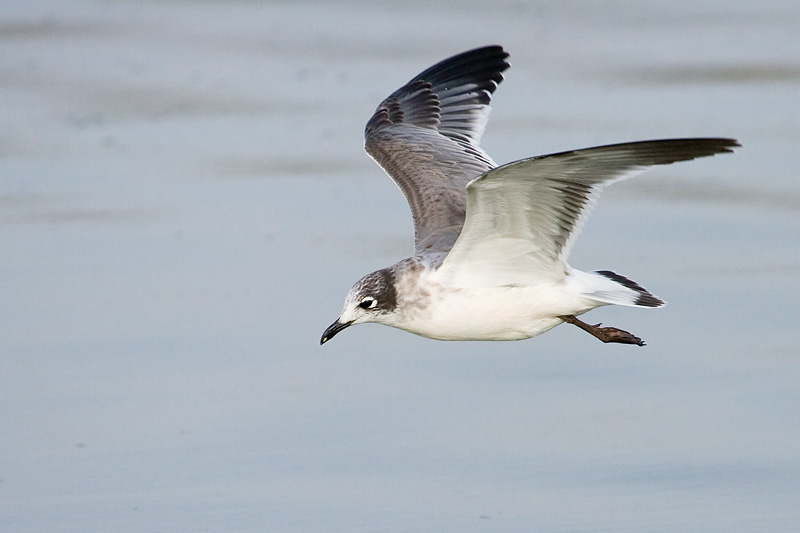 Franklins Gull