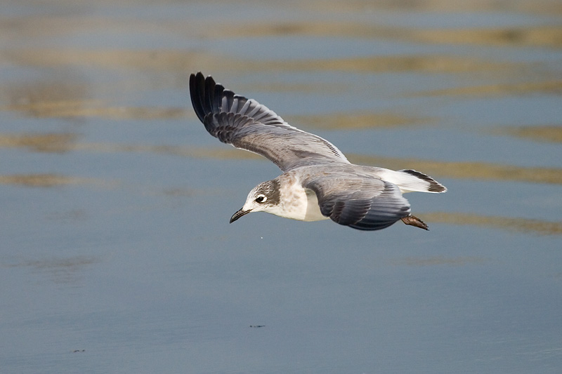 Franklins Gull