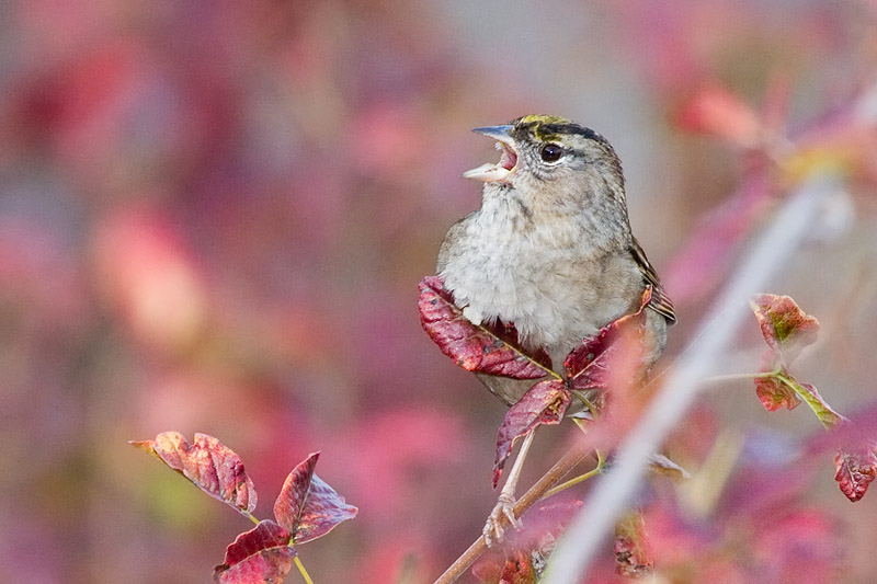 Golden-crowned Sparrow calling