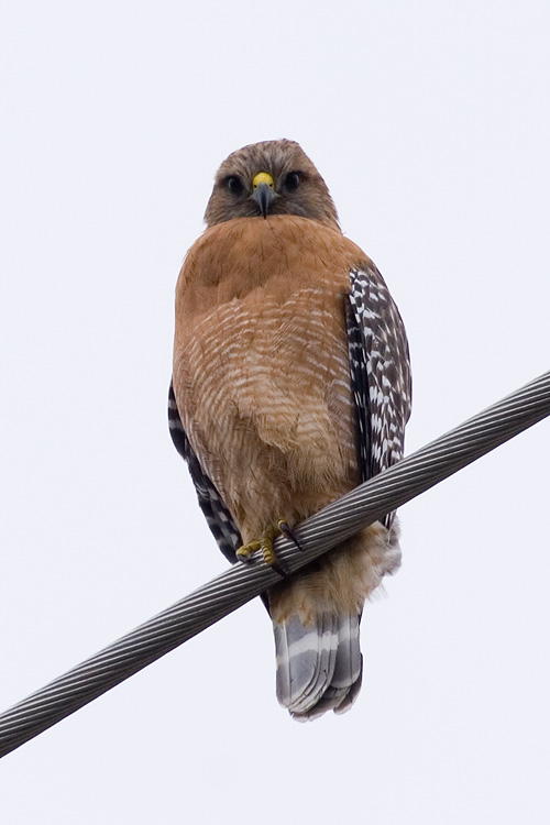 Red-shouldered Hawk