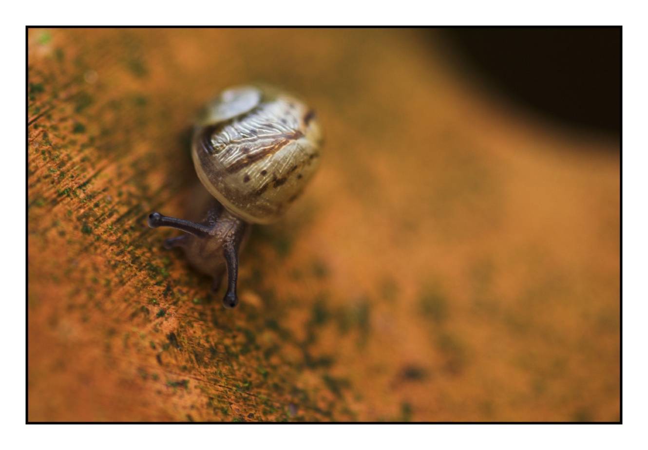 10 October - snail in a pot