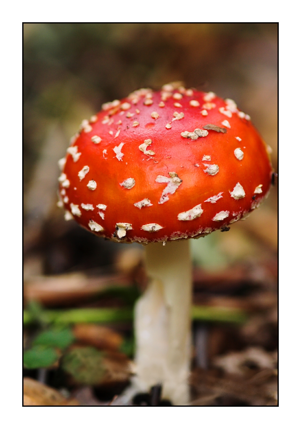 fly agaric