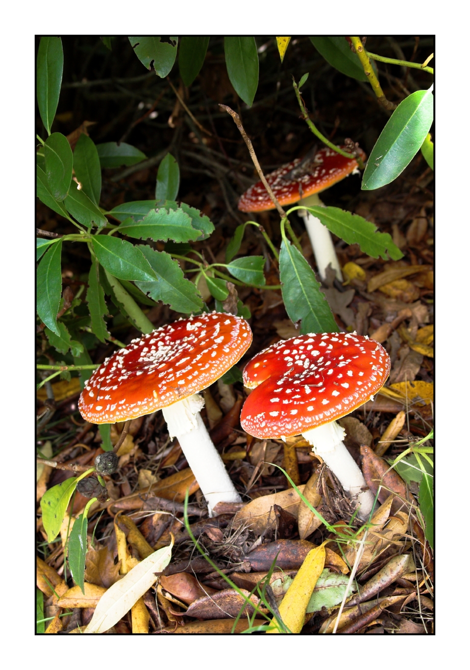 Fly agarics