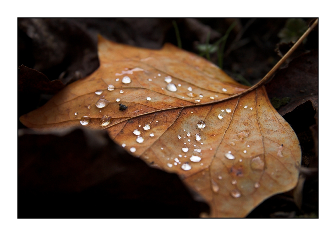 30 October - fallen leaf