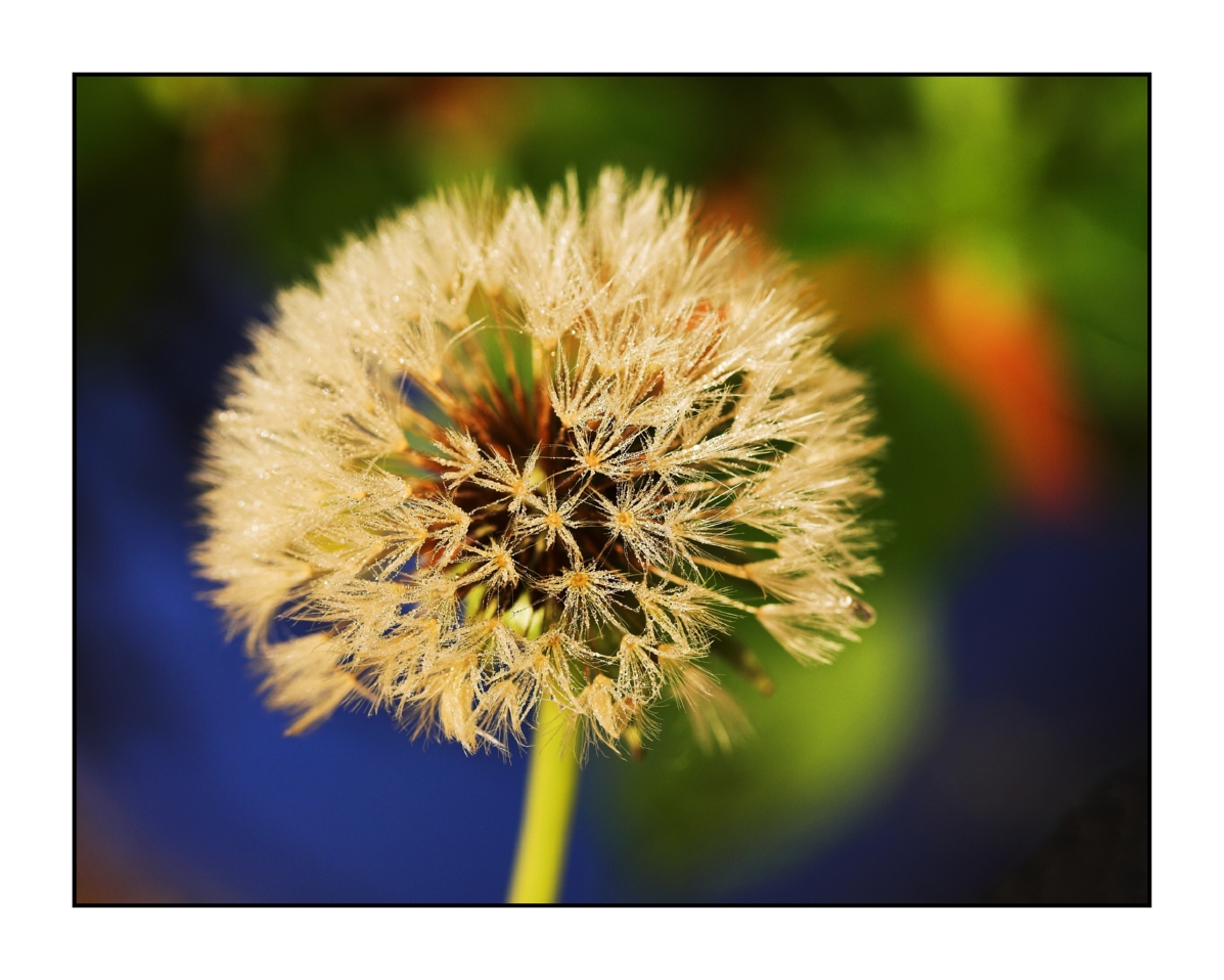 frozen dandelion