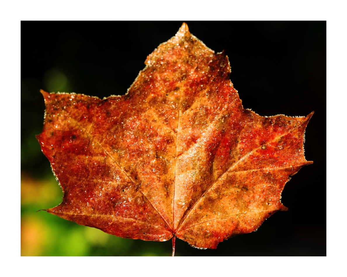 autumnal