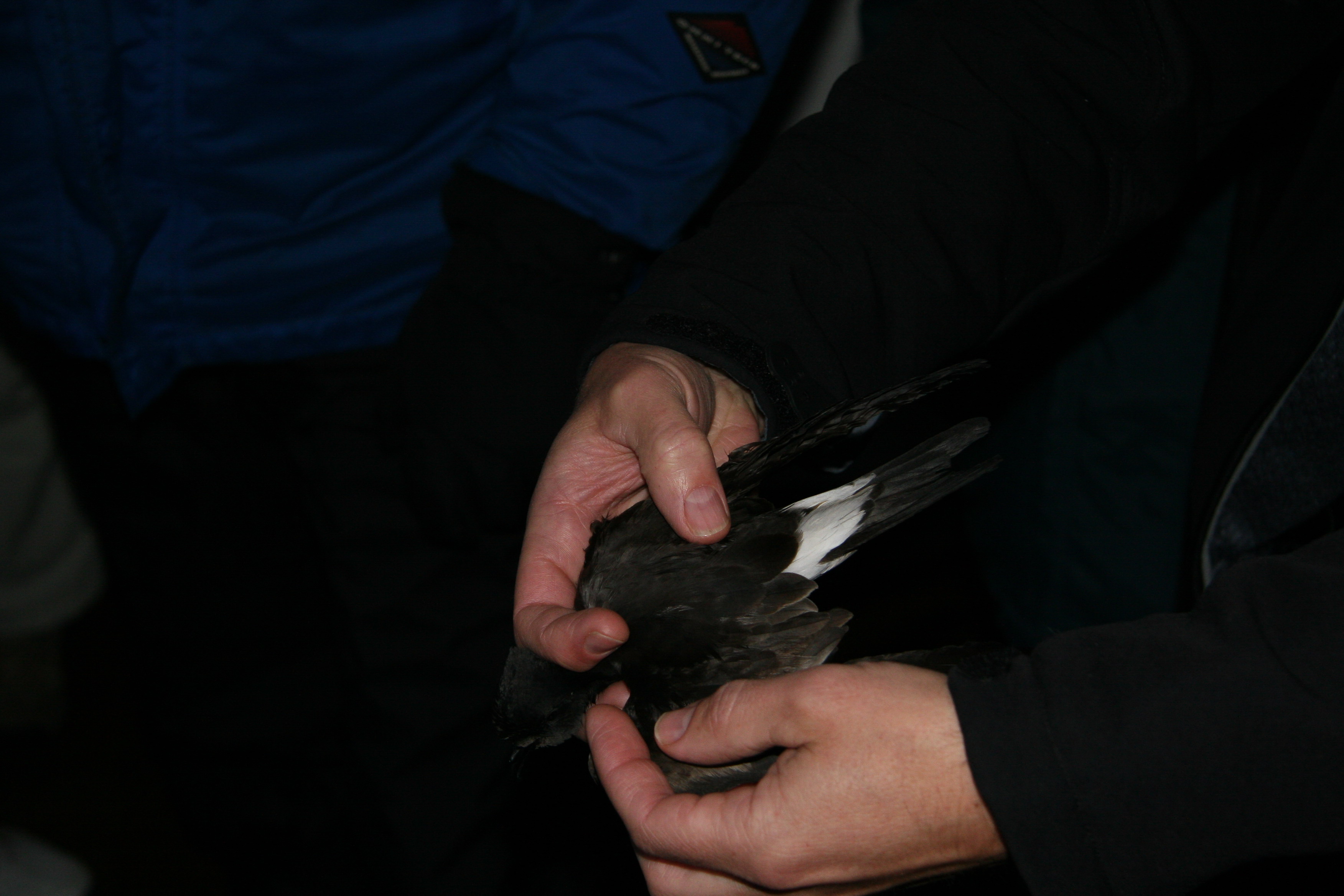 Leachs Storm-Petrel that landed on the deck