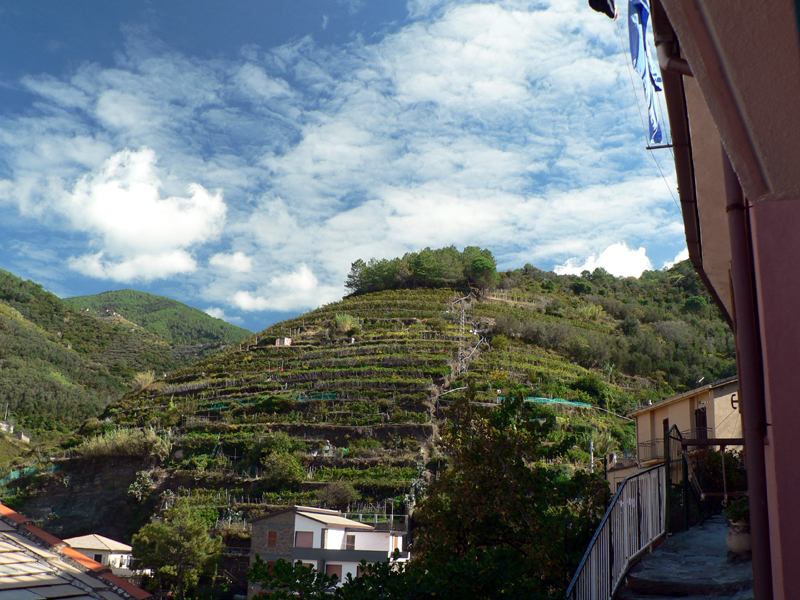 Our view of a hillside vineyard.